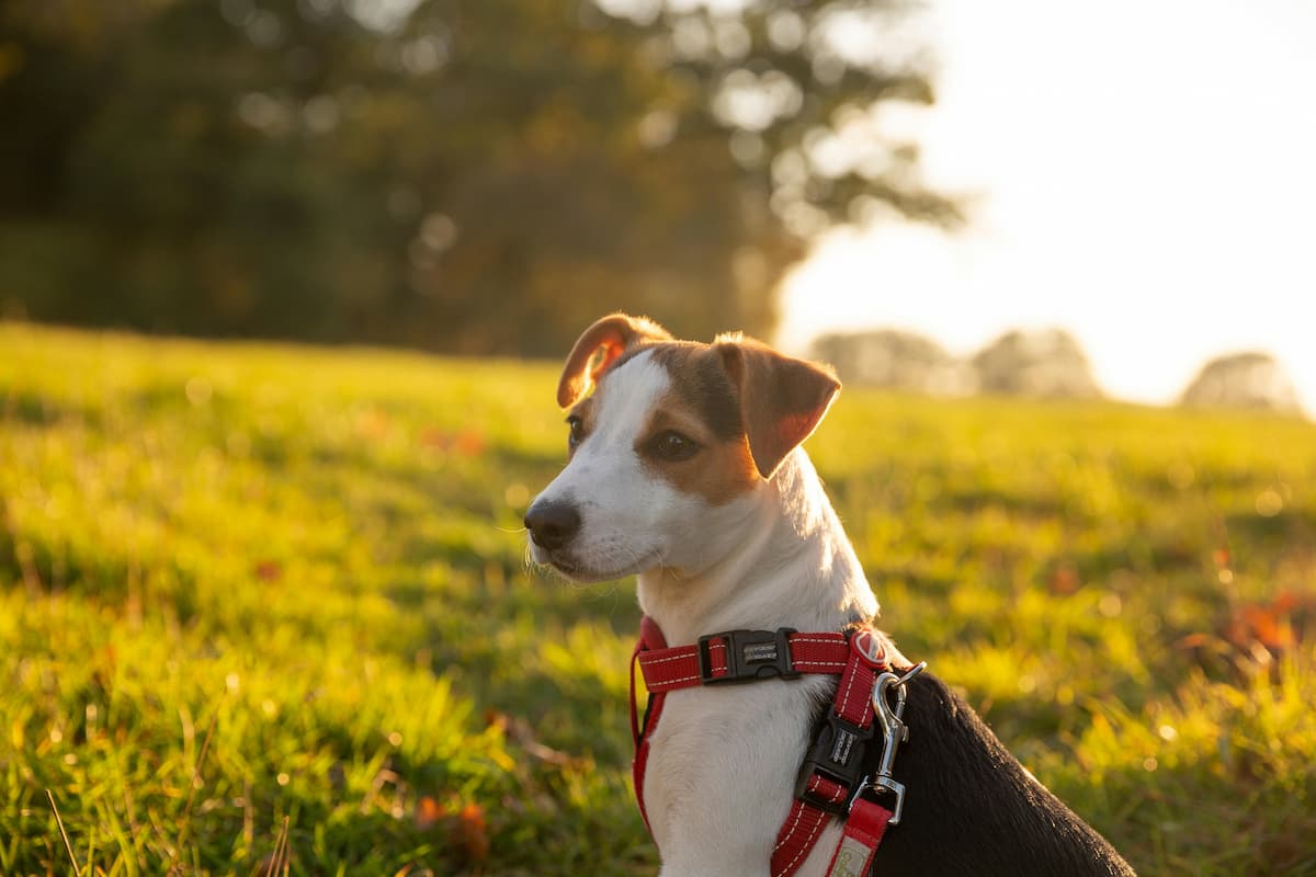 Dog with harness in a field of sunlit grass.